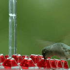 Nectar Feeder with Ant Moat for Hanging Hummingbirds